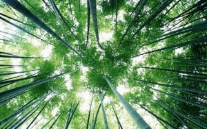 Armony Floor foresta bamboo